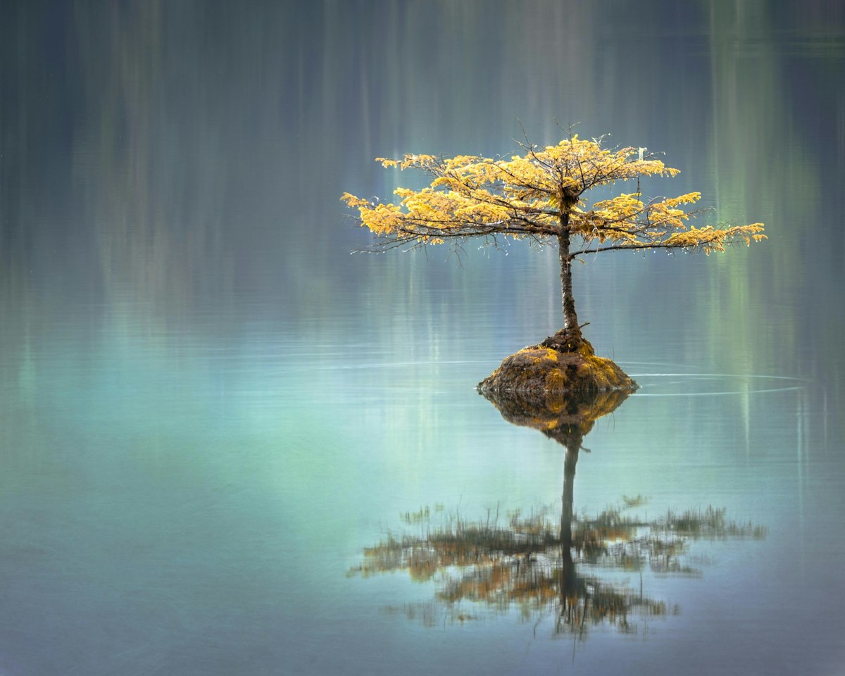 Cultivating Psychological Flexibility: Acceptance and Commitment Therapy (ACT)